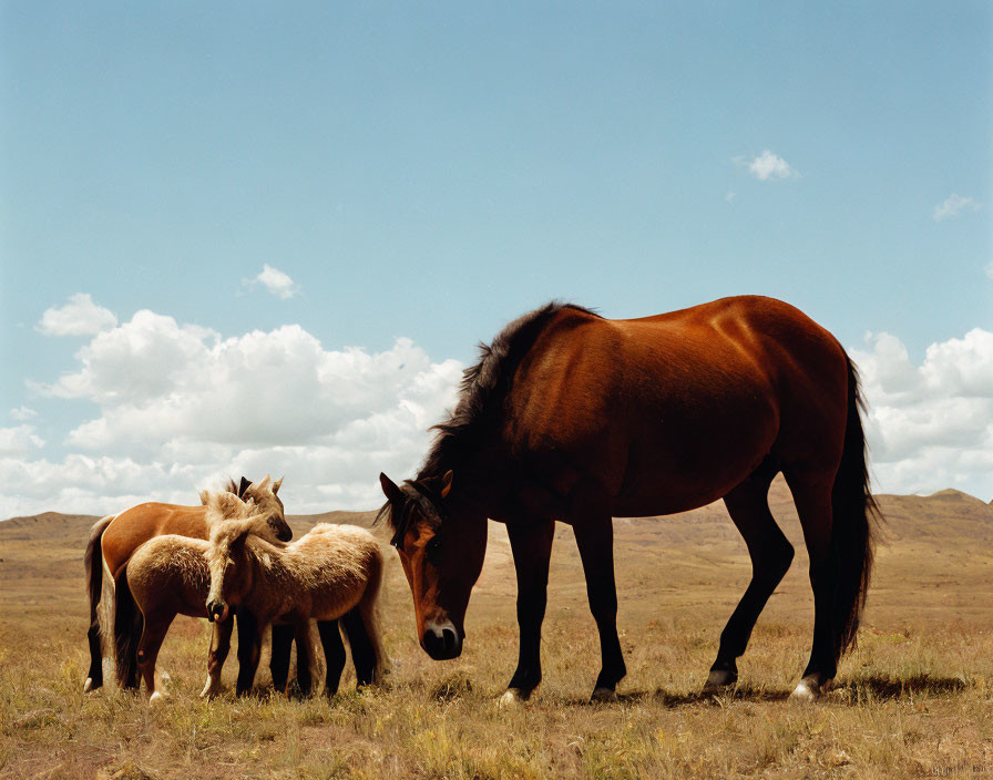 Adult horse with two foals in grassy field under cloudy sky