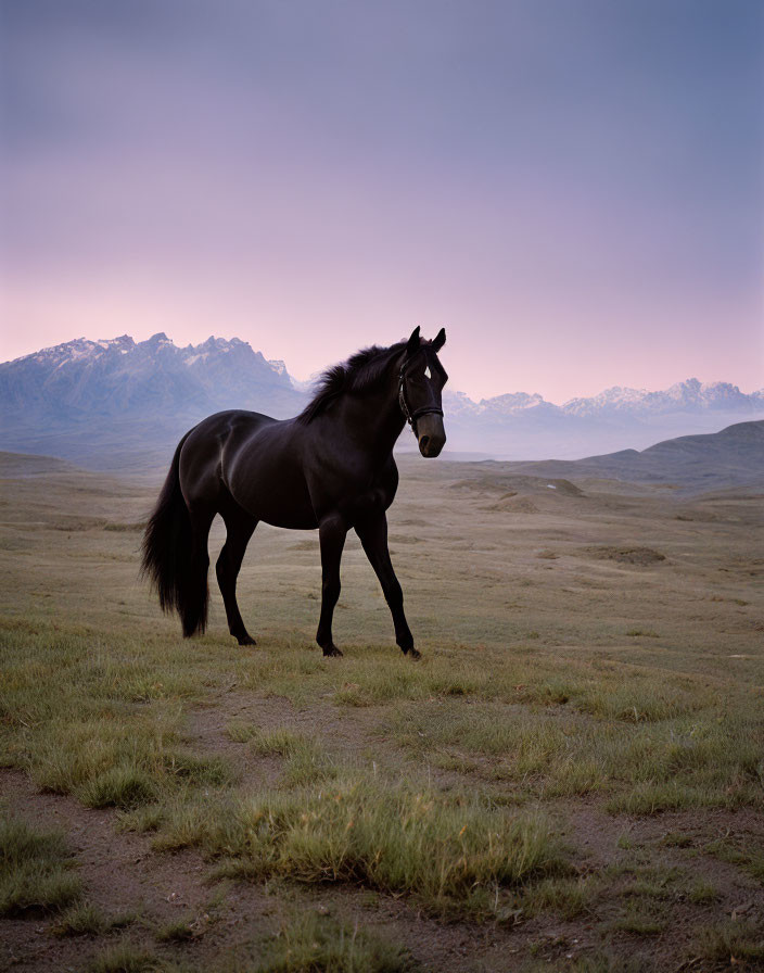 Black horse in grassy field with distant mountains under dusky sky