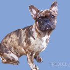 Multicolored French Bulldog Illustration on Blue Background