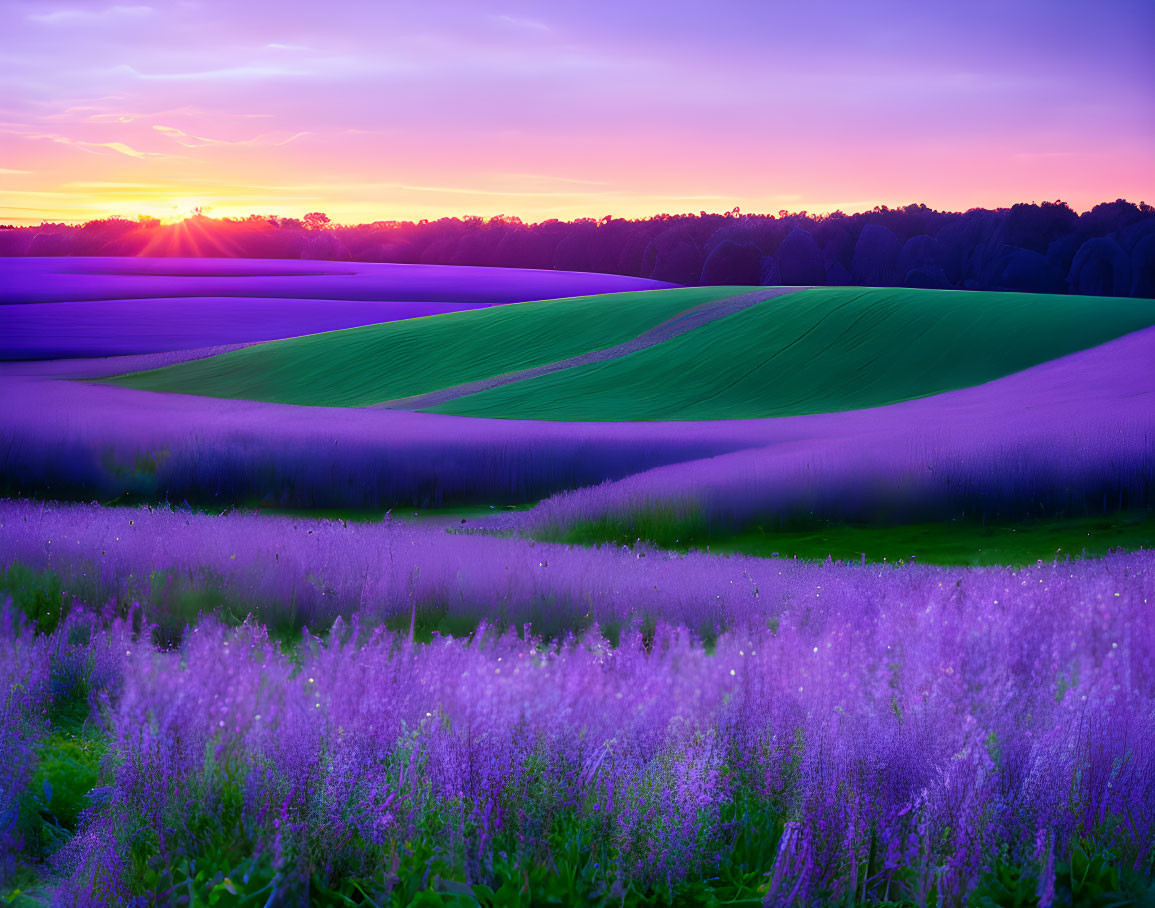 Colorful sunset over lavender and green fields with dark treeline