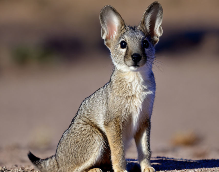 Kit Fox Featuring Big Ears and Bright Eyes Blends in Sandy Surroundings