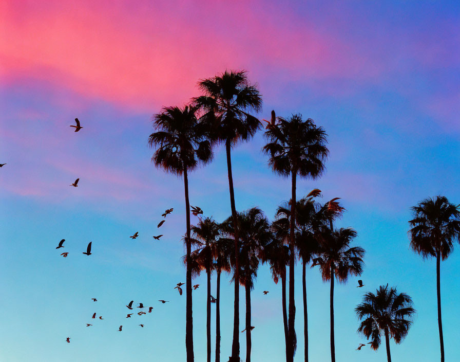 Palm tree silhouettes at sunset with pink and blue sky and flying birds