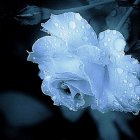 Pale Blue Flower with Intricate Petals on Dark Blue Foliage