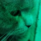 Digitally altered cat image with vibrant green stripes and fur texture