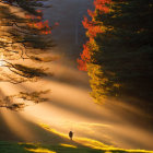 Misty Forest Morning: Autumn Tree and Deer in Sunlight