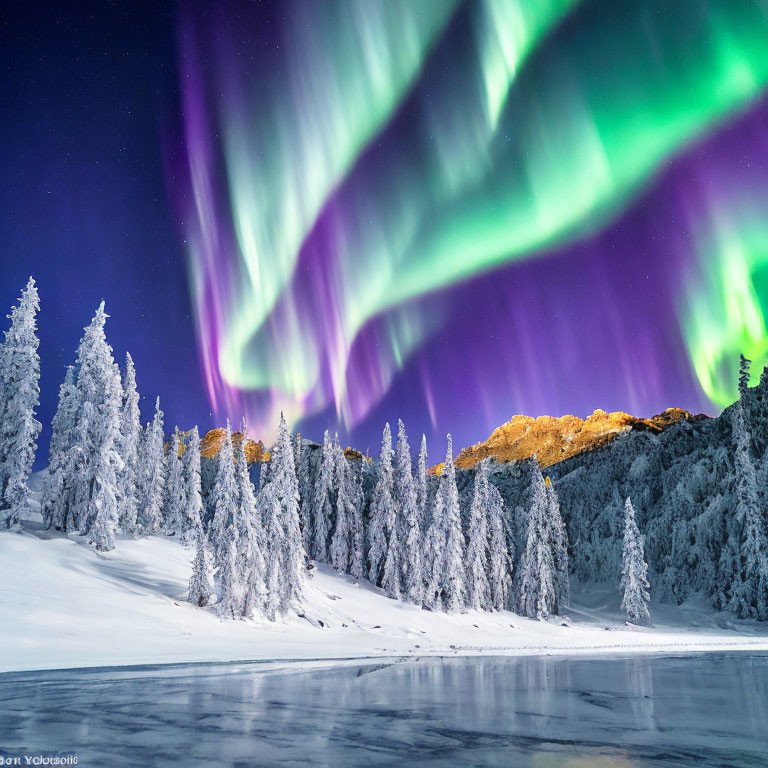 Majestic aurora borealis over snow-covered pines and mountain crest