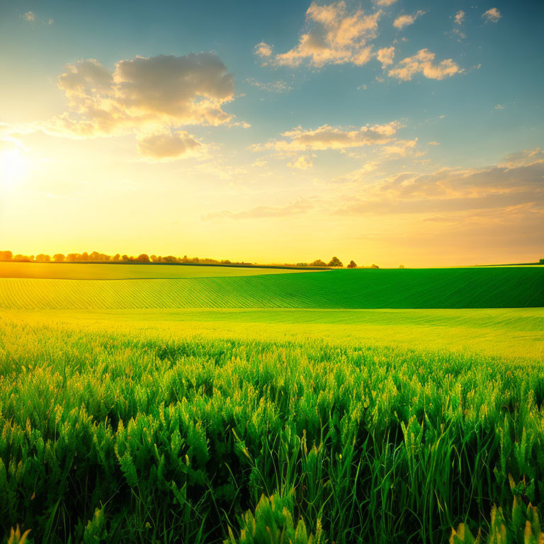 Vibrant green agricultural field under sunset glow