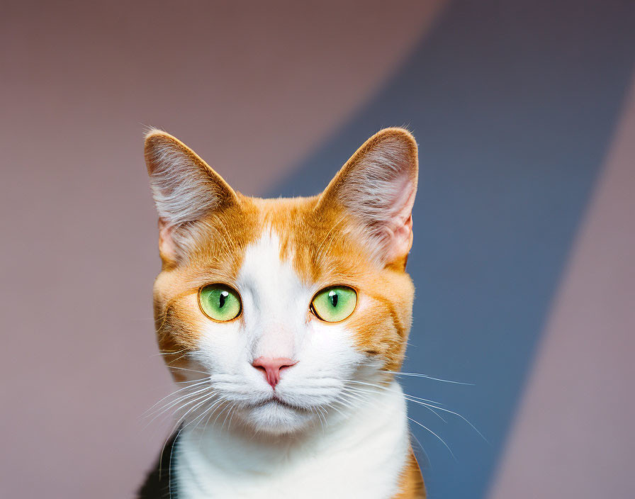 Orange and White Cat with Green Eyes on Dual-Tone Background