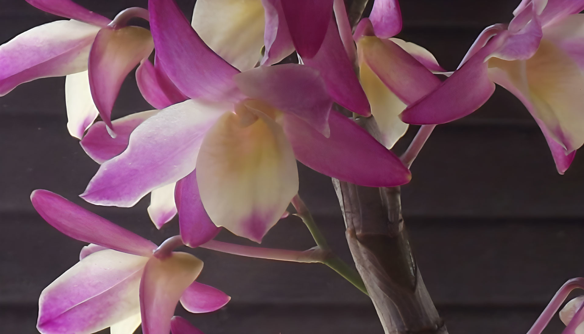 Purple and White Orchid Flowers on Dark Wooden Background