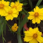 Colorful digital artwork: Yellow flowers, dragonfly, water droplets