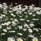 Whimsical illustration of feline-faced animals in daisy field