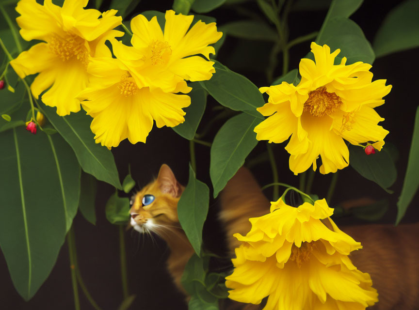 Bright Yellow Flowers with Green Leaves and Orange Cat with Blue Eyes