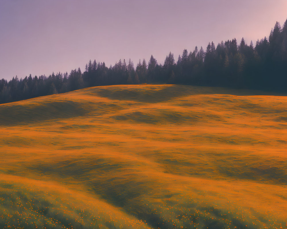 Tranquil landscape with golden grass hill, pink sky, and dark green trees