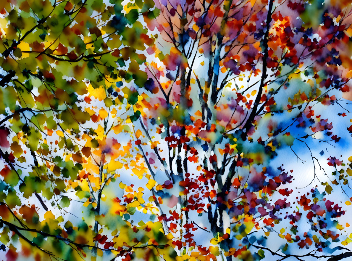 Fall Foliage