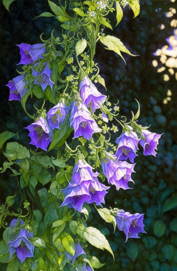 Purple Bell-Shaped Flowers in Woodland Setting