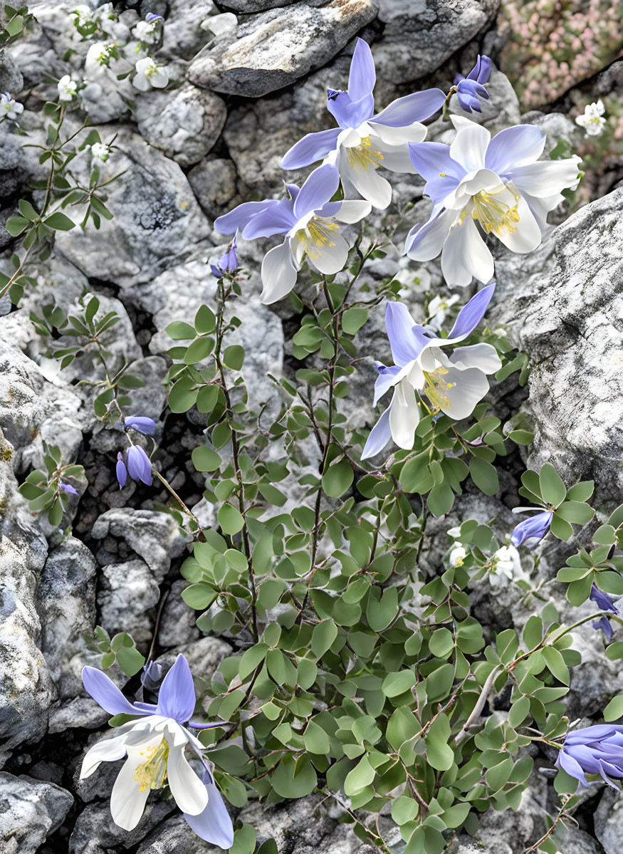 Purple and White Flowers Blooming in Rocky Terrain