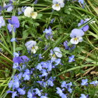 Purple and White Pansies with Pink Flowers in Lush Garden Display