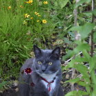 Gray Cat with Green Eyes Surrounded by Green Foliage and Flowers