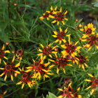 Bright Orange-Yellow Flowers on Black Background