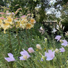 Vibrant flowers and lush greenery with two hummingbirds in flight