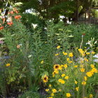 Colorful Flower Garden with Lush Greenery and Blurred Figures