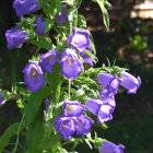 Purple Bell-Shaped Flowers in Woodland Setting