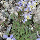 Purple and White Flowers Blooming in Rocky Terrain