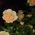 Yellow roses in different stages of bloom on dark background
