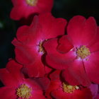 Bright red flowers with yellow patterns on dark background.