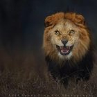 Majestic lion with full mane in twilight savanna