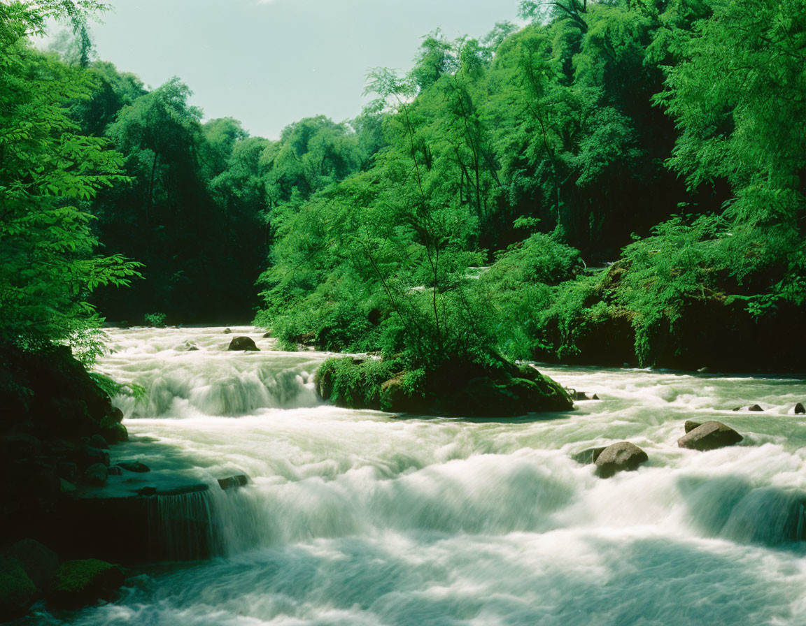 Lush green forest with river and waterfalls under clear sky