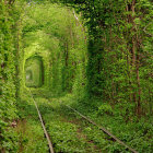 Tranquil Forest Path with Sunlight and Lush Greenery