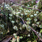 Colorful Alien Landscape with Mushroom Structures and Mossy Hills