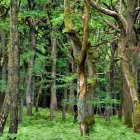 Fantasy forest with twisted trees, whimsical treehouses, and glowing blue mushrooms