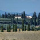 Tranquil Tuscan landscape with rolling hills and cypress trees