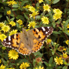 Vibrant butterflies and yellow flowers in nature.