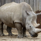 Ornamented rhinoceros in stone enclosure