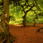 Ancient forest with twisted trees and vibrant green canopy