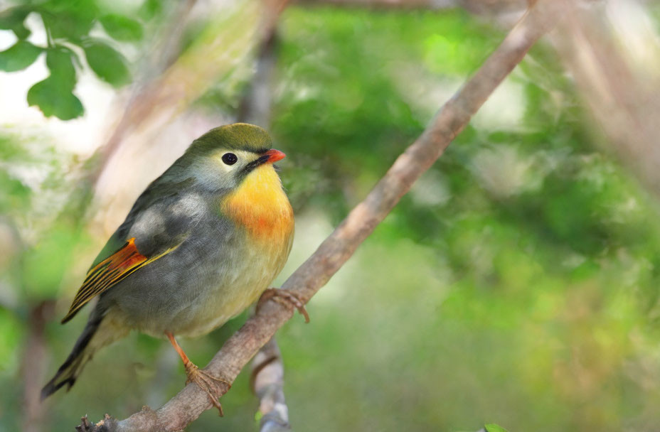 Colorful Small Bird with Yellow-Orange Cheeks Perched on Branch