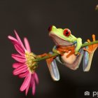 Frog on delicate branch with pink and yellow flowers