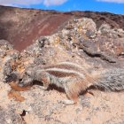 Two chipmunks on sandy ground with one peeking out from a hole and the other standing outside