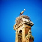 Heron on Stone Structure with Birds in Blue Sky