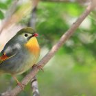 Colorful Birds Perched on Branches with Green Leaves and White Flowers