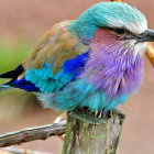 Colorful Bird Illustration with Feather Patterns and Butterflies