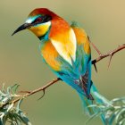 Colorful Birds Perched on Branch in Vibrant Photograph