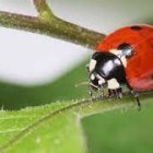 Colorful ladybug illustration on branch with insects and flowers in nature.