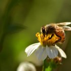 Cartoon Bees with Large Eyes on White Flower in Green Background