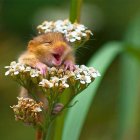 Decorated mice with floral and geometric patterns in lush garden setting