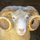 Sheep with Decorated Horns in Blue and White Flowers