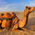 Ornately Decorated Camel with Elaborate Harness in Desert Landscape